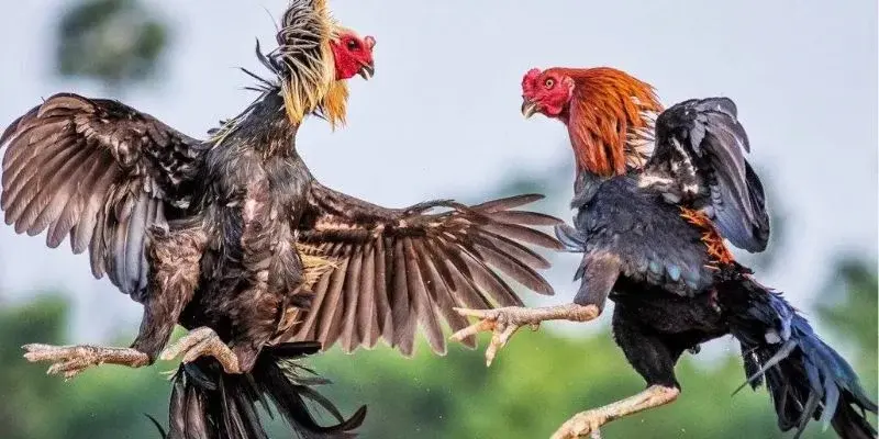 Tìm hiểu kỹ về luật đá gà cựa tròn trước khi chơi